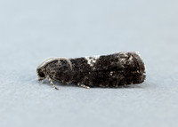 49.363 BF1228 Pammene argyrana