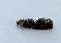 49.363 BF1228 Pammene argyrana