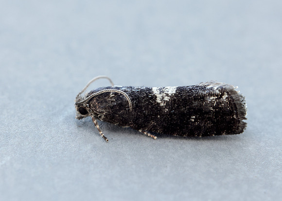 49.363 BF1228 Pammene argyrana