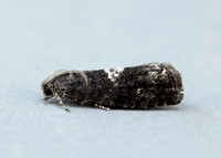 49.363 BF1228 Pammene argyrana
