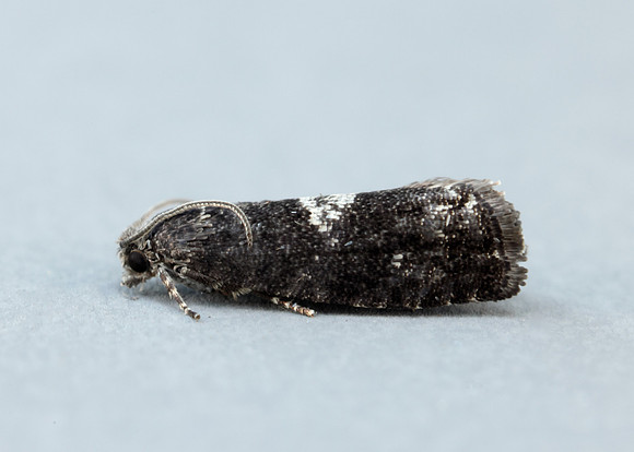 49.363 BF1228 Pammene argyrana