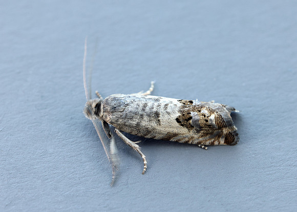 49.367 BF1236 Pammene fasciana