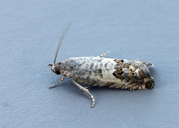 49.367 BF1236 Pammene fasciana