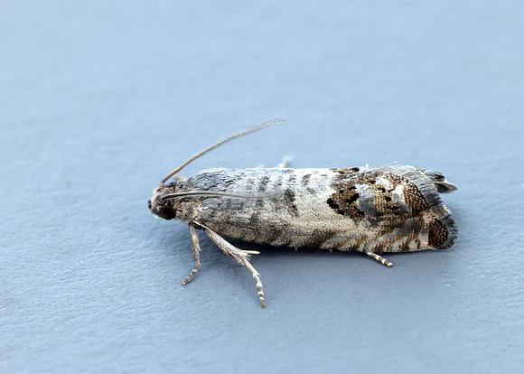 49.367 BF1236 Pammene fasciana