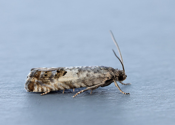 49.367 BF1236 Pammene fasciana