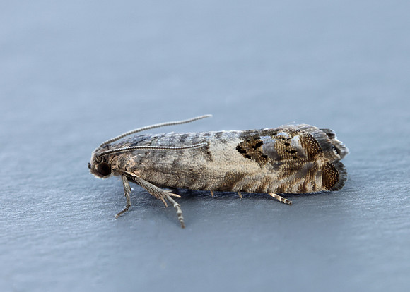 49.367 BF1236 Pammene fasciana