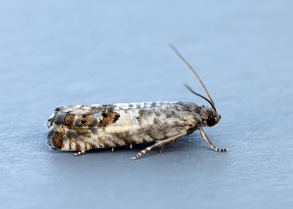 49.367 BF1236 Pammene fasciana