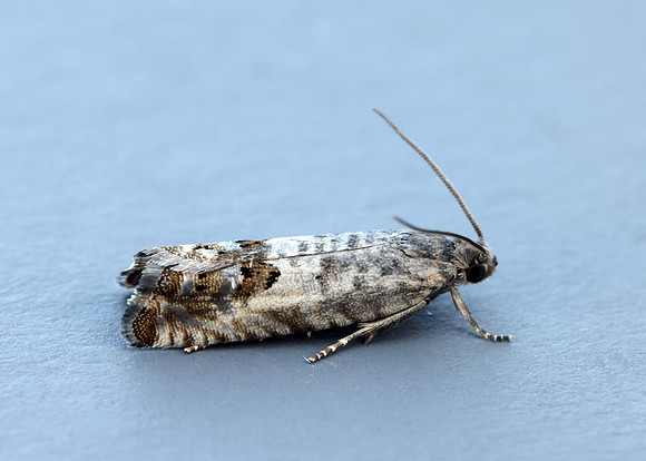 49.367 BF1236 Pammene fasciana