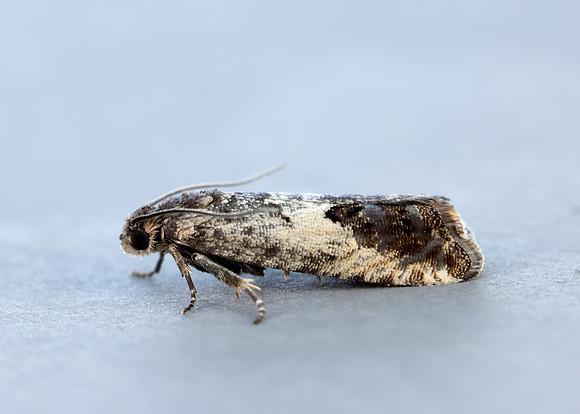 49.367 BF1236 Pammene fasciana