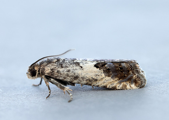 49.367 BF1236 Pammene fasciana