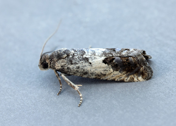 49.367 BF1236 Pammene fasciana