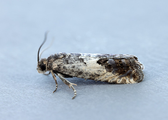 49.367 BF1236 Pammene fasciana