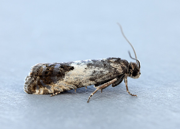 49.367 BF1236 Pammene fasciana