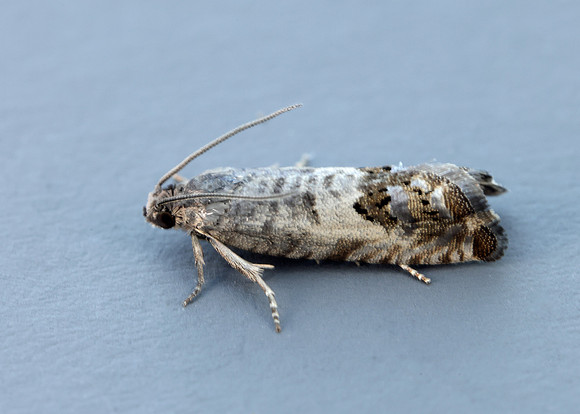49.367 BF1236 Pammene fasciana