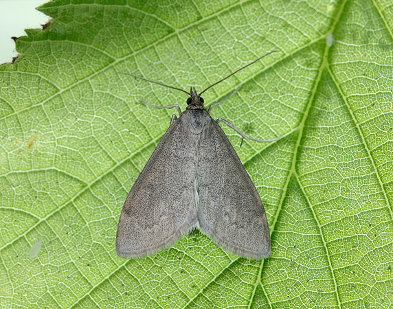 63.016 BF1386 Anania fuscalis