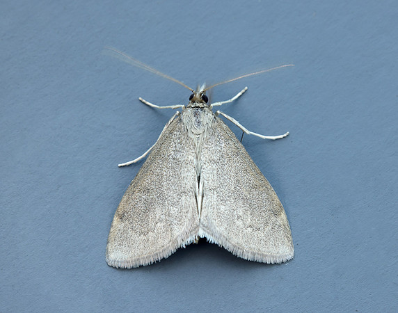 63.016 BF1386 Anania fuscalis