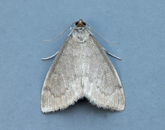 63.016 BF1386 Anania fuscalis
