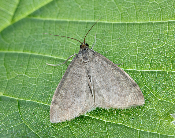63.016 BF1386 Anania fuscalis