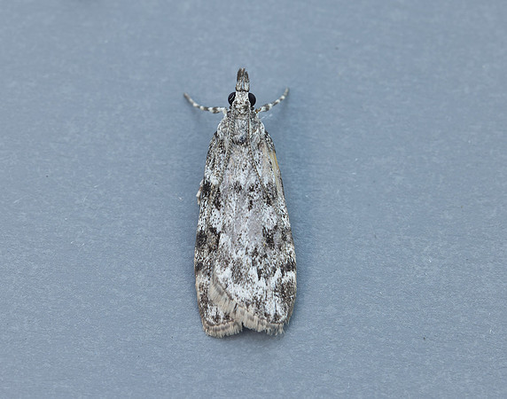 63.064 BF1334 Scoparia ambigualis