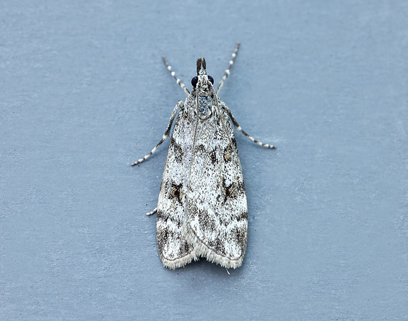 63.064 BF1334 Scoparia ambigualis