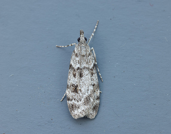 63.064 BF1334 Scoparia ambigualis