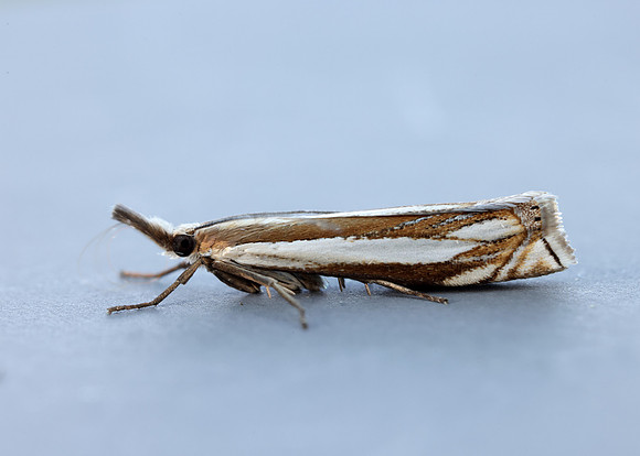 63.081 BF1294 Crambus pascuella