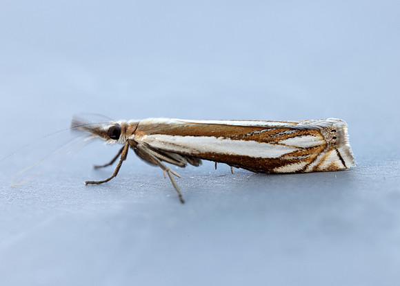 63.081 BF1294 Crambus pascuella