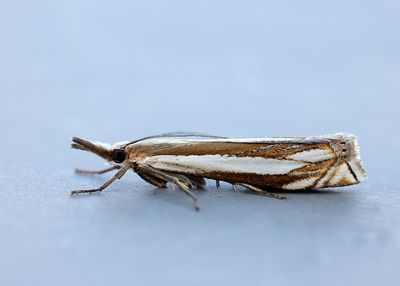 63.081 BF1294 Crambus pascuella