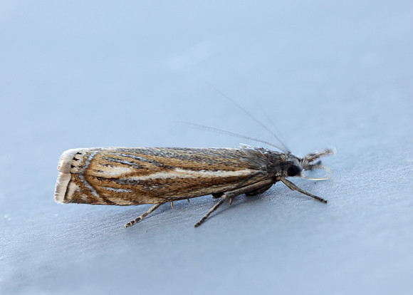63.081 BF1294 Crambus pascuella