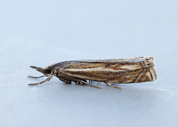 63.086 BF1301 Crambus lathoniellus