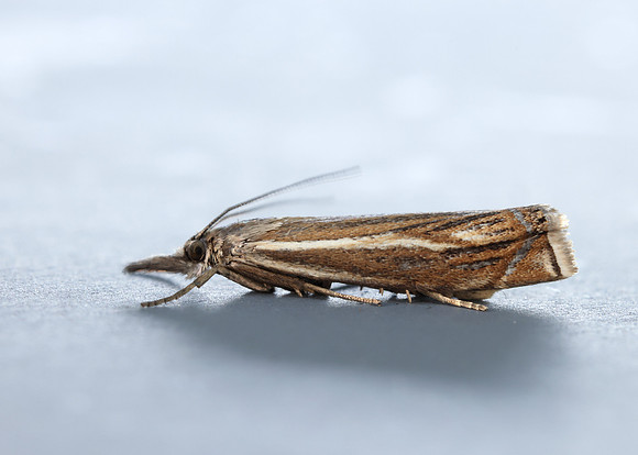 63.086 BF1301 Crambus lathoniellus