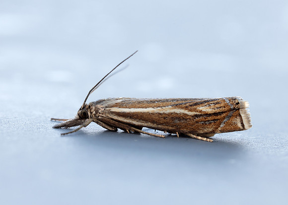 63.086 BF1301 Crambus lathoniellus