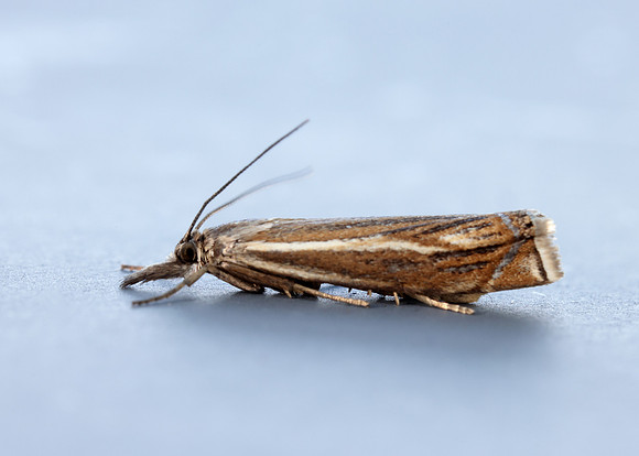 63.086 BF1301 Crambus lathoniellus