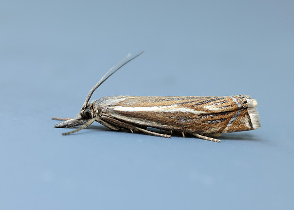 63.086 BF1301 Crambus lathoniellus