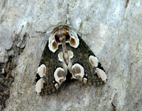 65.008 BF1652 Peach Blossom Thyatira batis