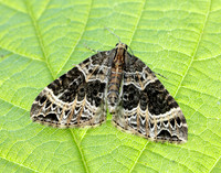 70.094 BF1759 Small Phoenix Ecliptopera silaceata