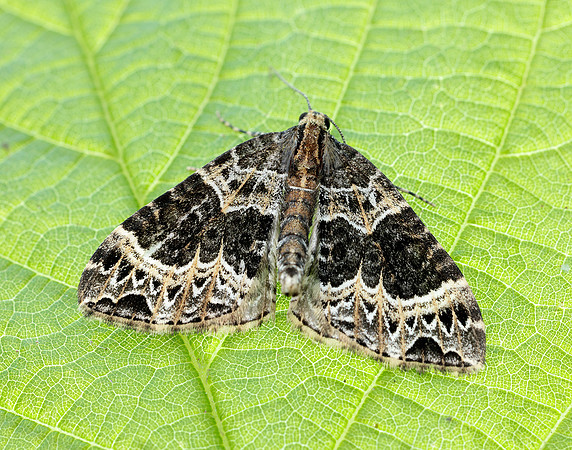70.094 BF1759 Small Phoenix Ecliptopera silaceata