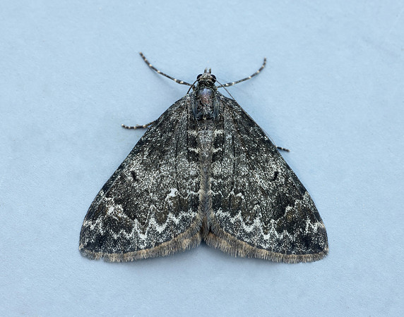 70.097 BF1764 Common Marbled Carpet Dysstroma truncata