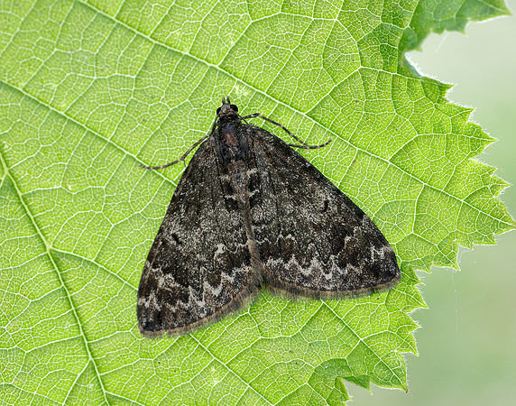 70.097 BF1764 Common Marbled Carpet Dysstroma truncata