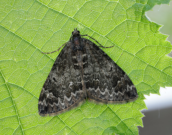 70.097 BF1764 Common Marbled Carpet Dysstroma truncata