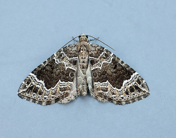 70.104 BF1751 Devon Carpet Lampropteryx otregiata