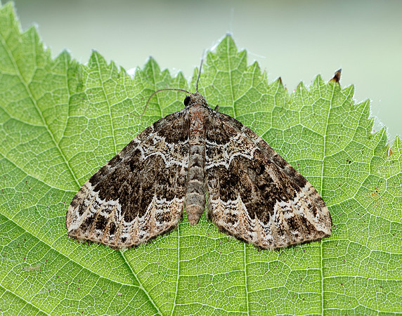 70.104 BF1751 Devon Carpet Lampropteryx otregiata