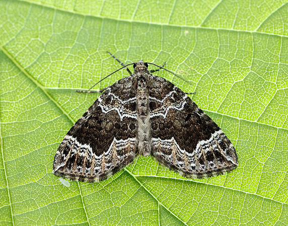 70.104 BF1751 Devon Carpet Lampropteryx otregiata