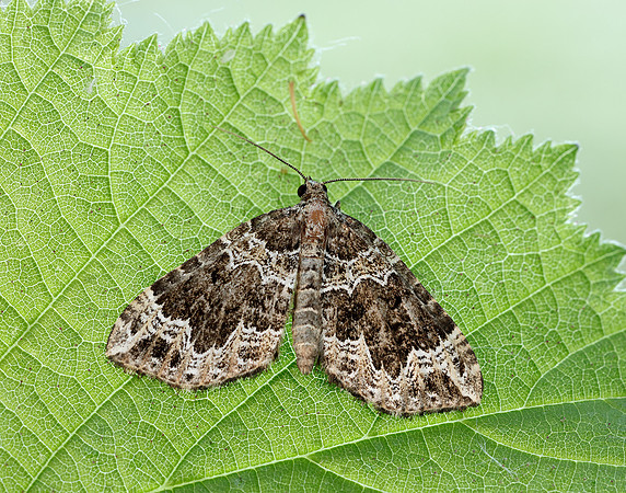 70.104 BF1751 Devon Carpet Lampropteryx otregiata