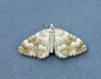 70.138 BF1808 Sandy Carpet Perizoma flavofasciata