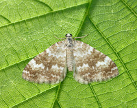 70.138 BF1808 Sandy Carpet Perizoma flavofasciata