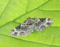 70.151 BF1817 Foxglove Pug Eupithecia pulchellata