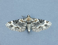 70.151 BF1817 Foxglove Pug Eupithecia pulchellata