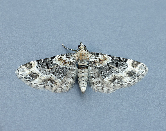 70.151 BF1817 Foxglove Pug Eupithecia pulchellata
