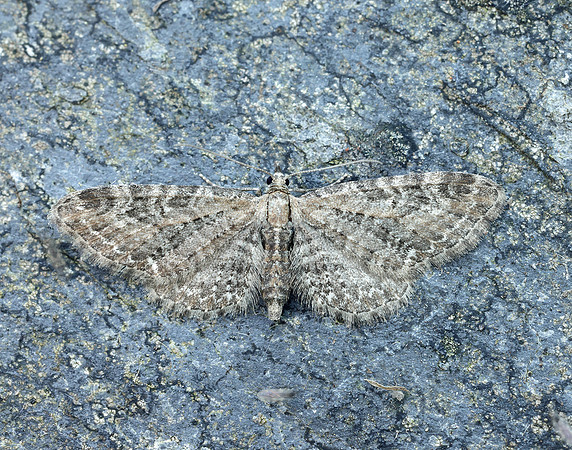 70.183 BF1834 Common Pug Eupithecia vulgata